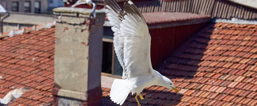 Residential Chimney Animal Removal Solution in Los Lunas, NM