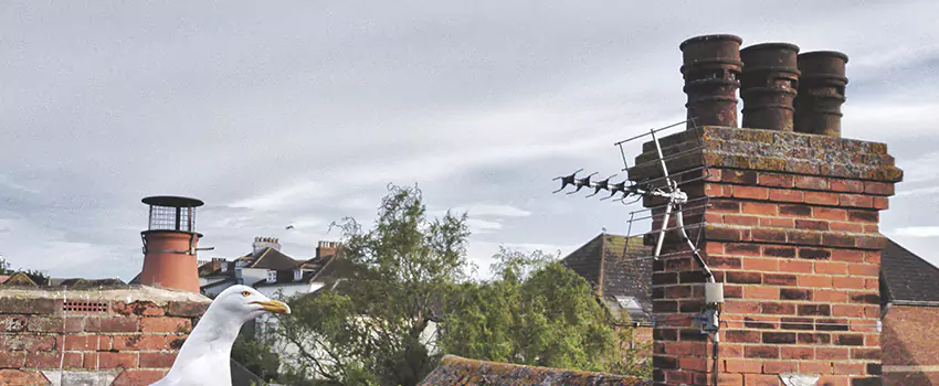 Chimney Cleaning And Restoration in Los Lunas, New Mexico